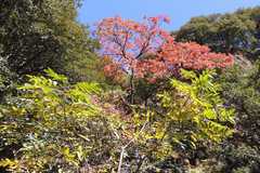 Rhus succedanea